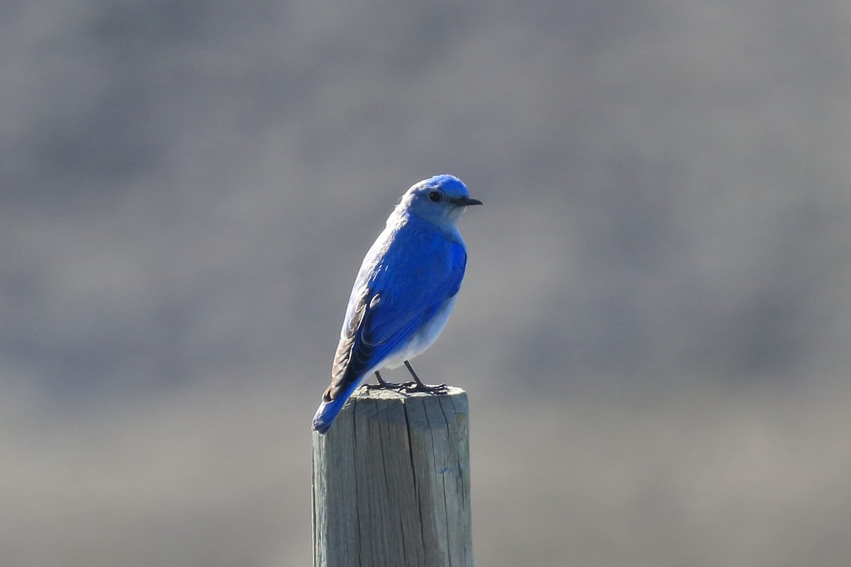 Berghüttensänger - ML422939291