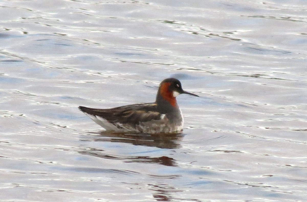 Red-necked Phalarope - ML42294001