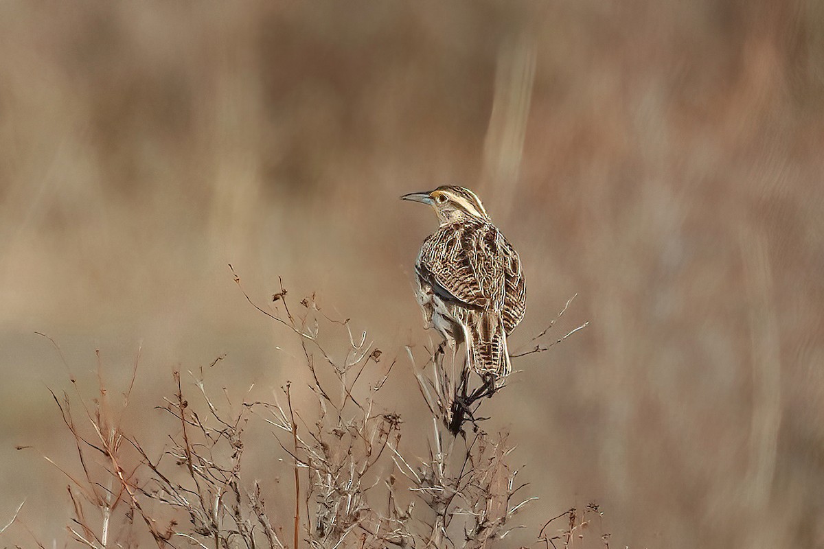 Wiesenstärling - ML422940061