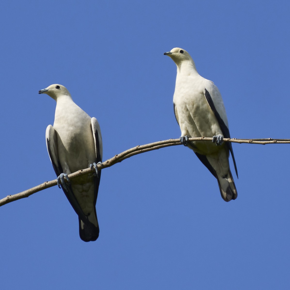 Pied Imperial-Pigeon - Steven Cheong