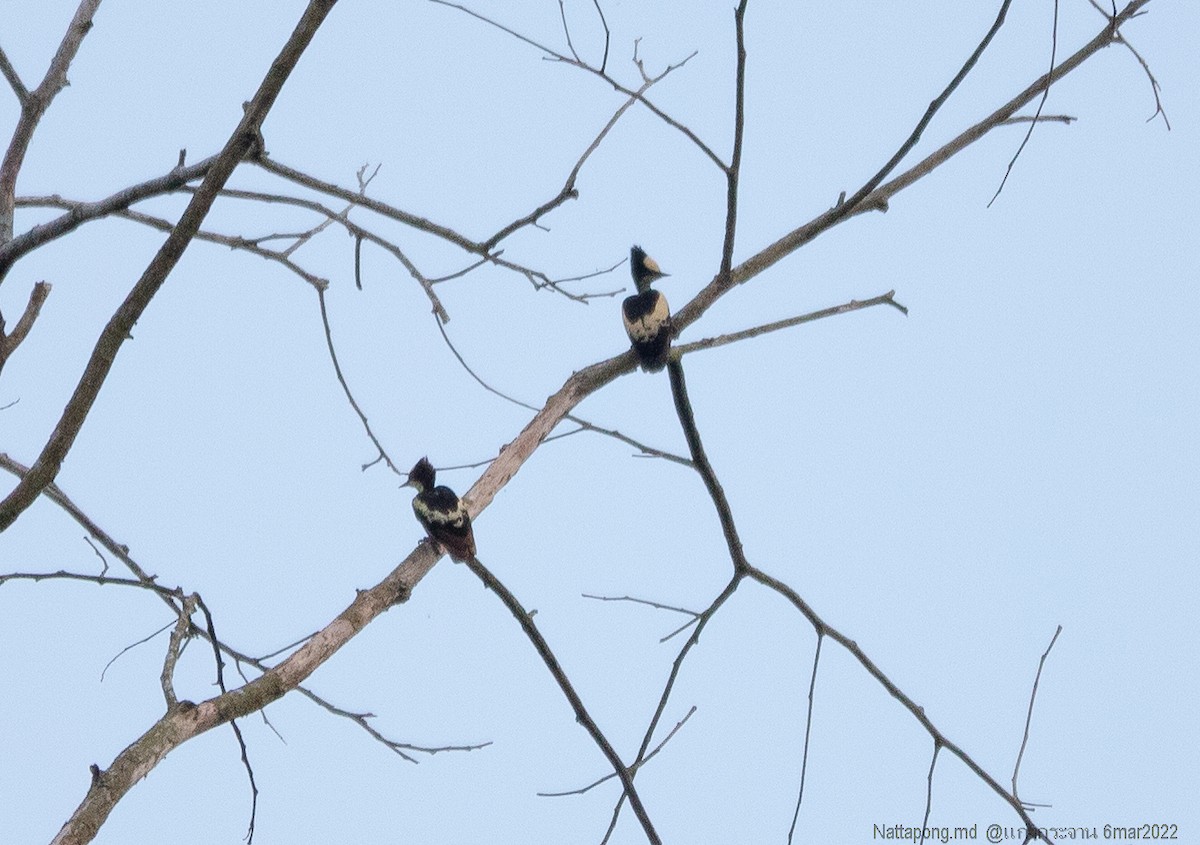 Heart-spotted Woodpecker - ML422941261