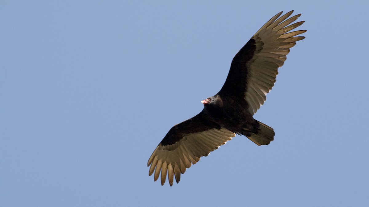 Turkey Vulture - ML422941471