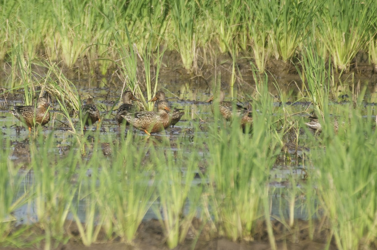 Northern Shoveler - Jan Cubilla