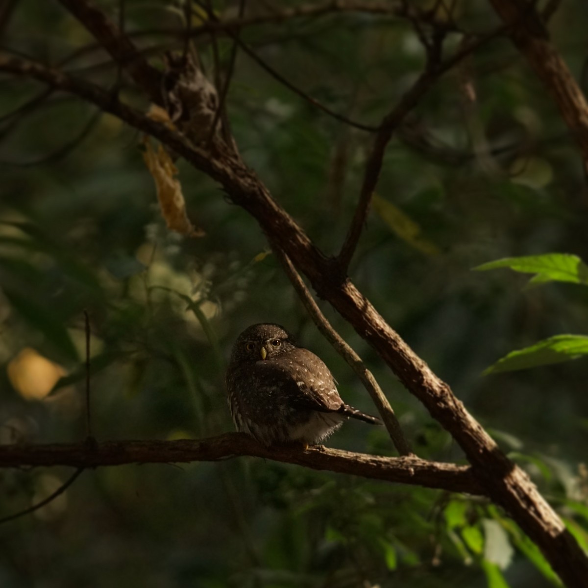 Northern Pygmy-Owl - ML422942301
