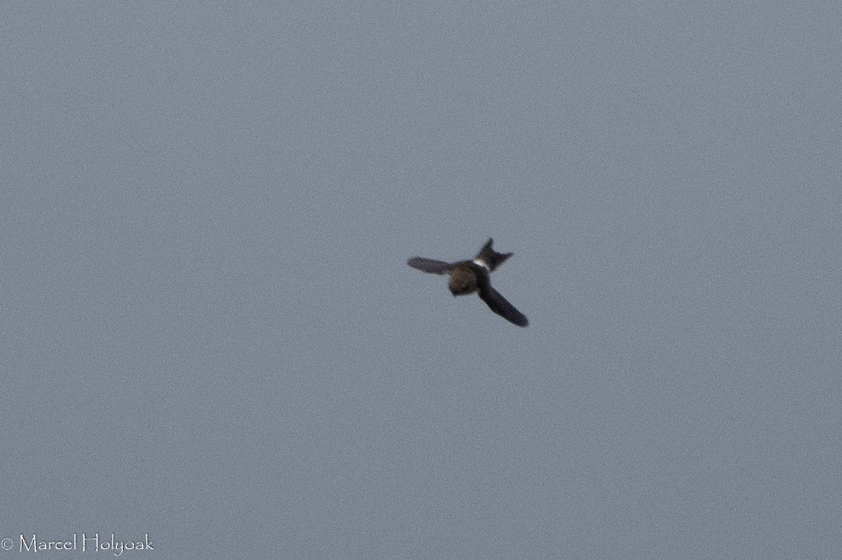 White-rumped Swift - ML422943441