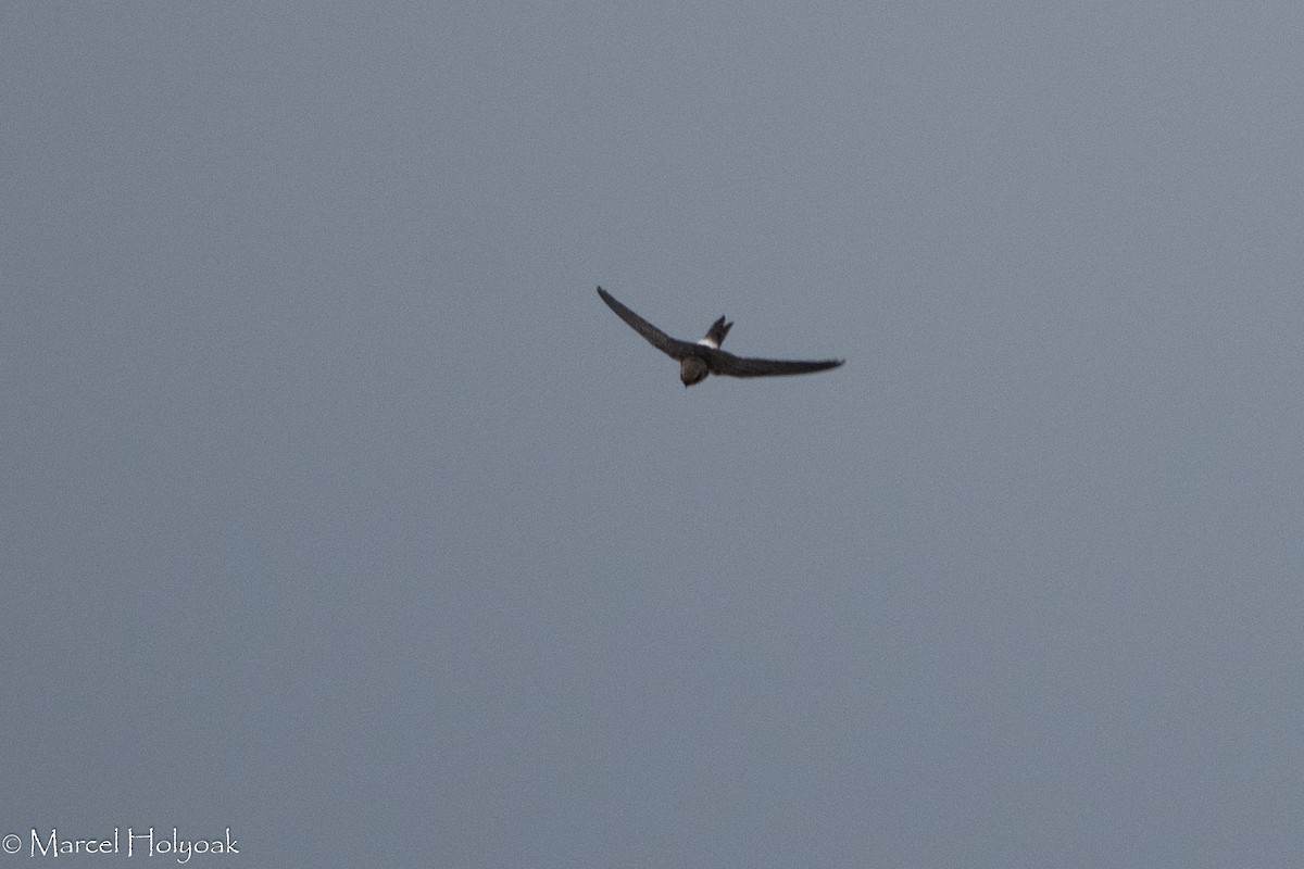 White-rumped Swift - ML422943461