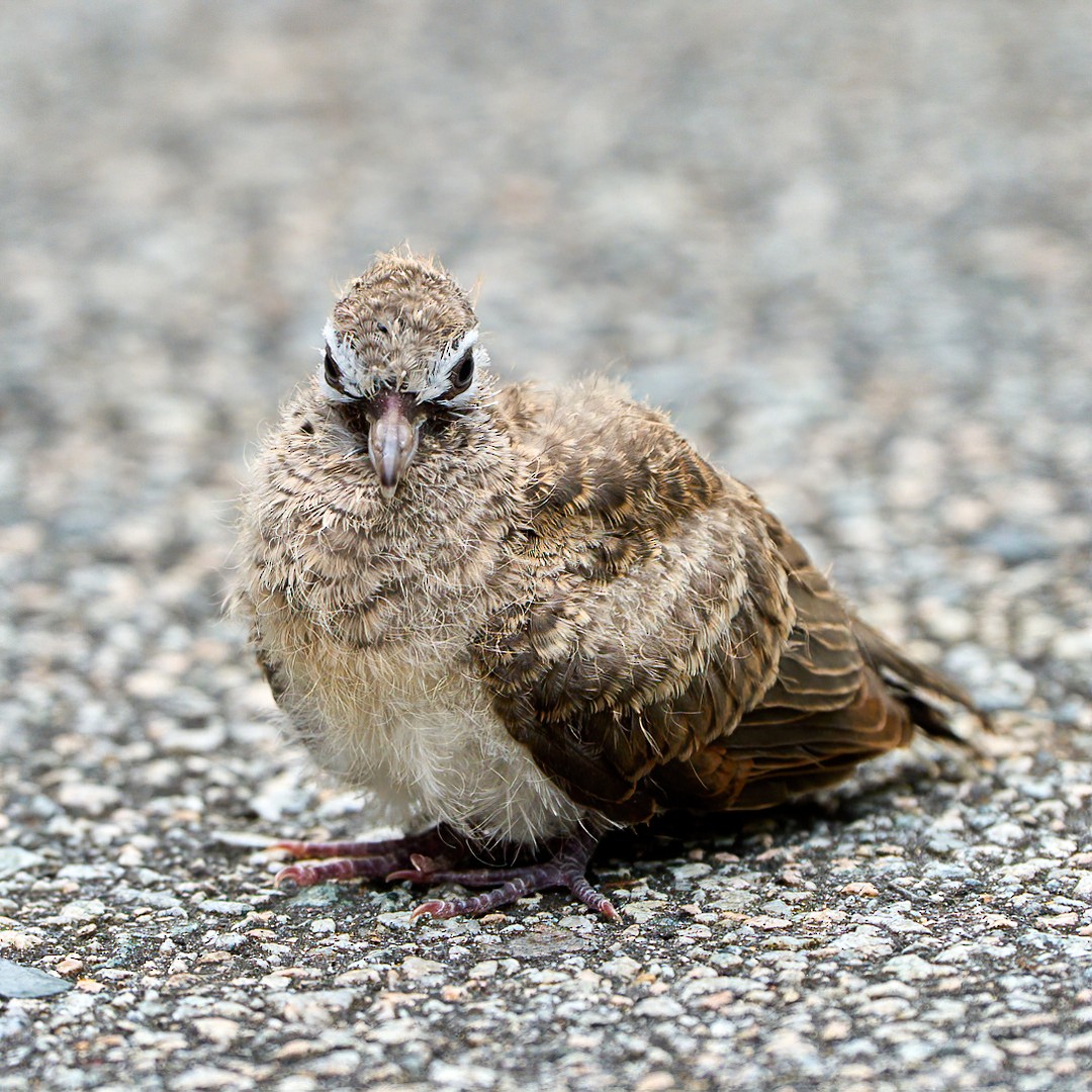 Zebra Dove - ML422945661