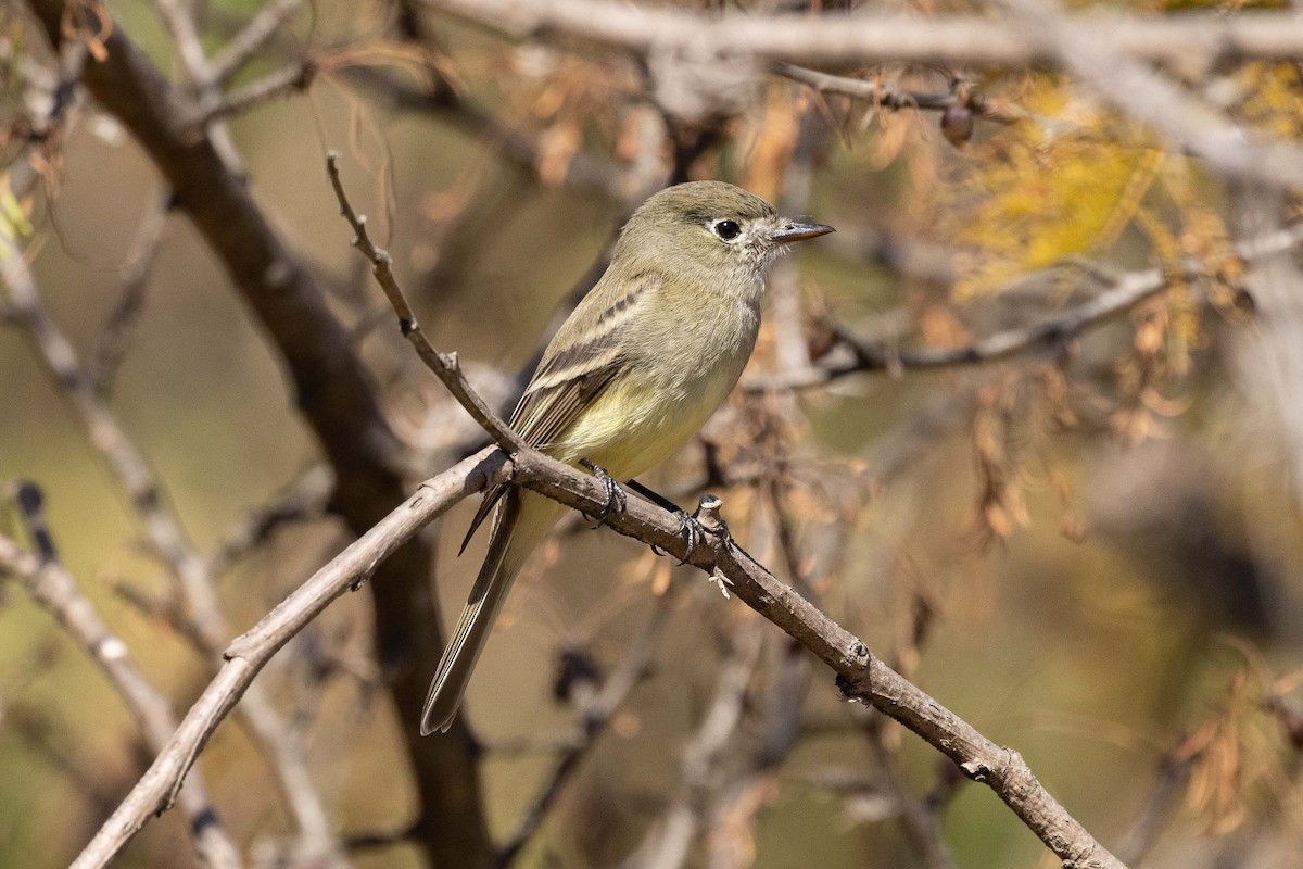 Dusky Flycatcher - ML422946231