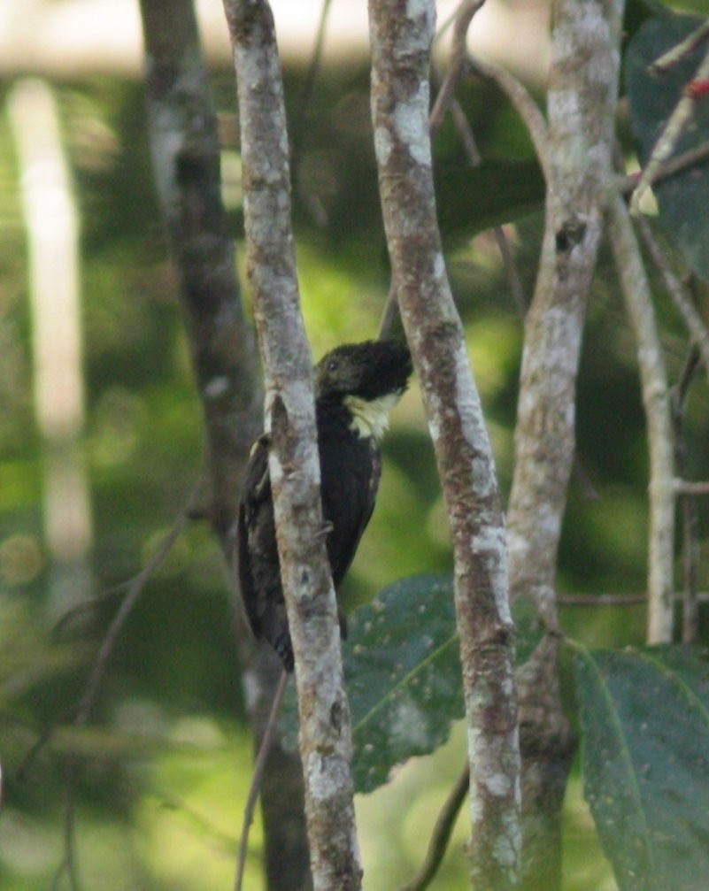 Black-and-buff Woodpecker - ML42294641