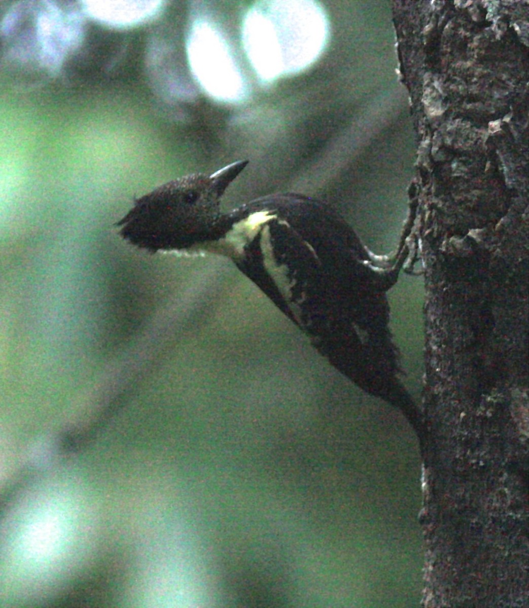 Black-and-buff Woodpecker - ML42294651
