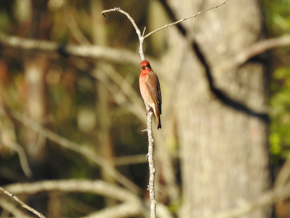 Common Rosefinch - ML422951581