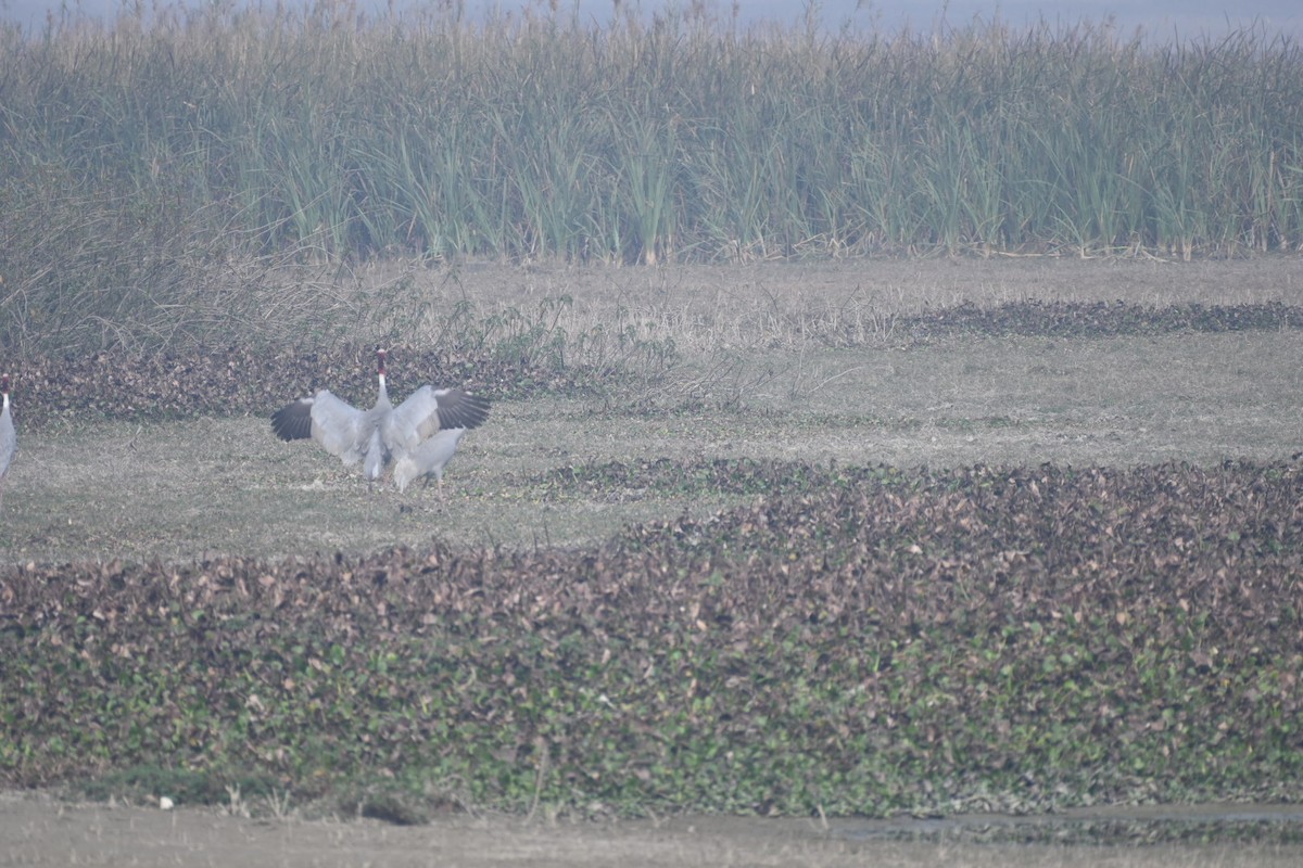 Sarus Crane - ML422951871