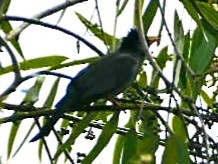 Black Bulbul - ML422951991