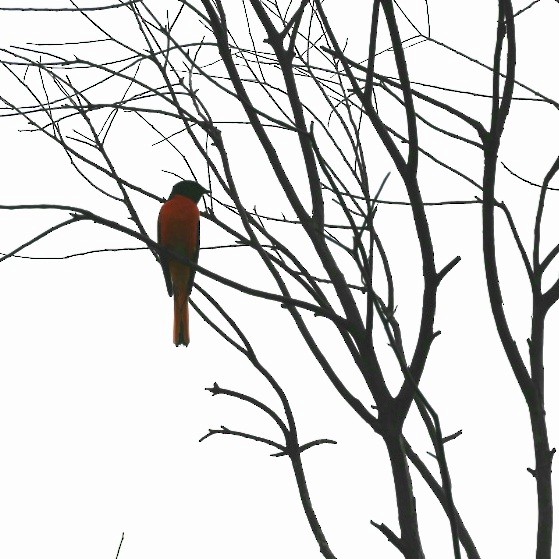 Small Minivet - ML422952321