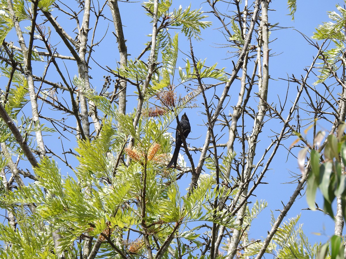 Ashy Drongo - ML422952531