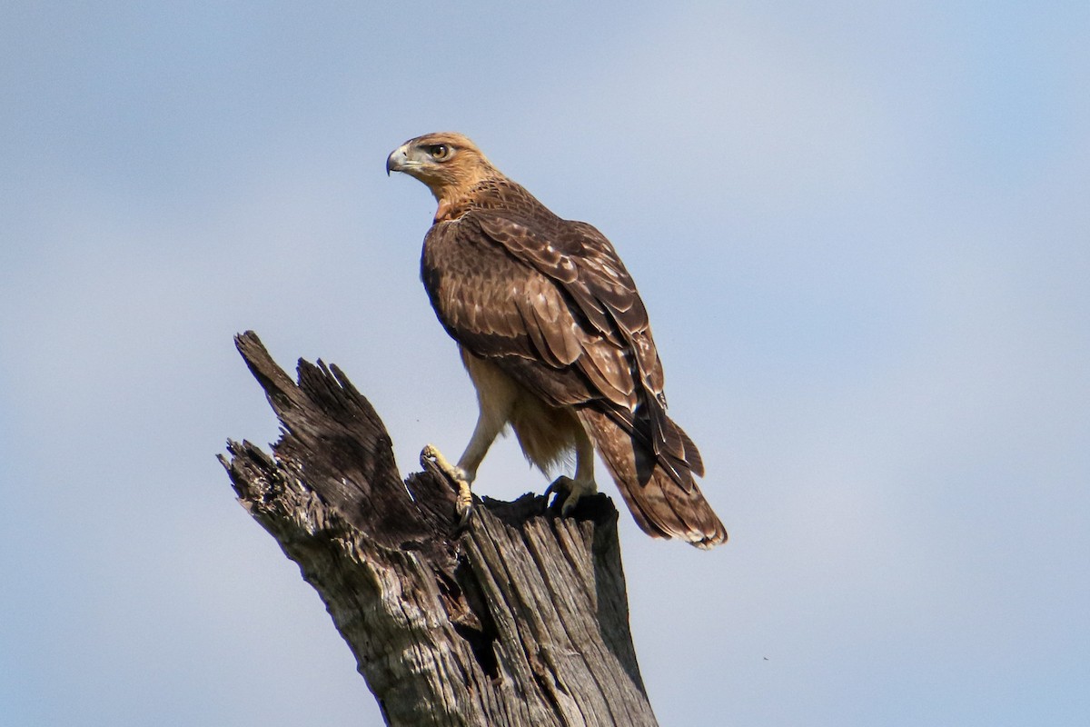 luňák hnědý - ML422952811