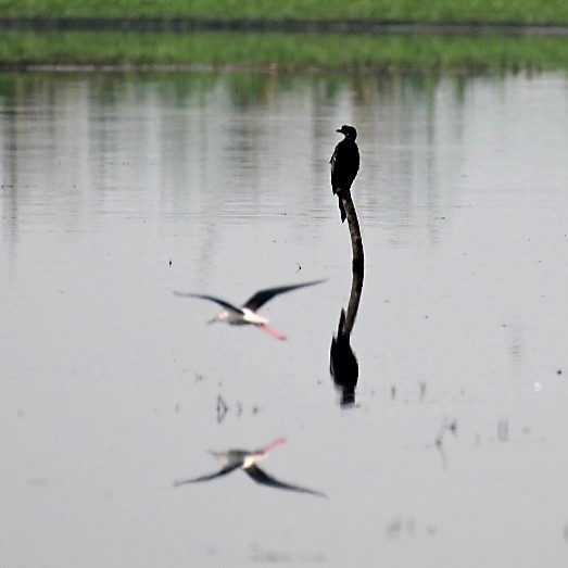 Little Cormorant - ML422954821
