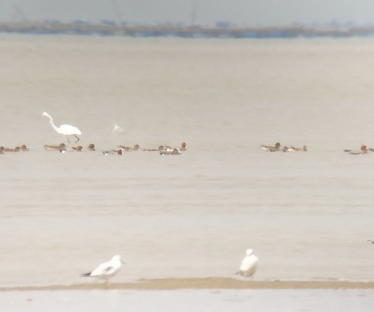 American Wigeon - ML422955111