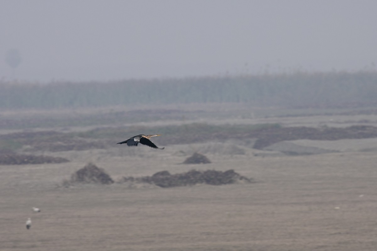 Зээрд дэглий - ML422955291