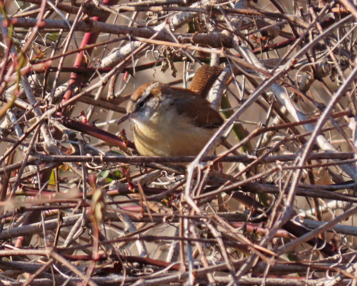 Carolina Wren - ML422955321