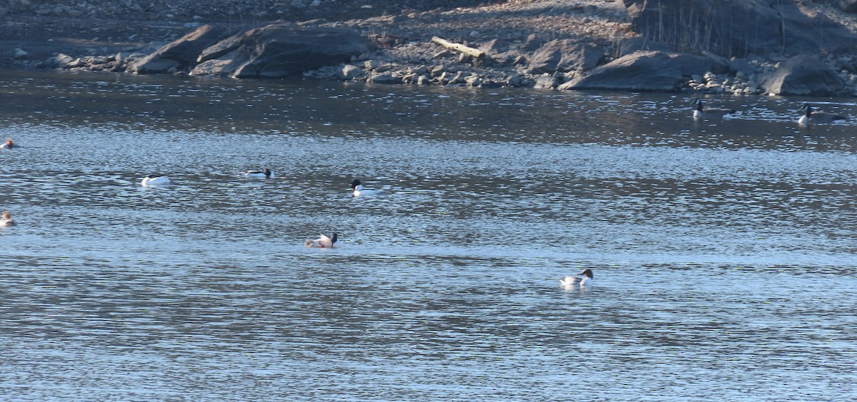 Common Merganser - ML422955351