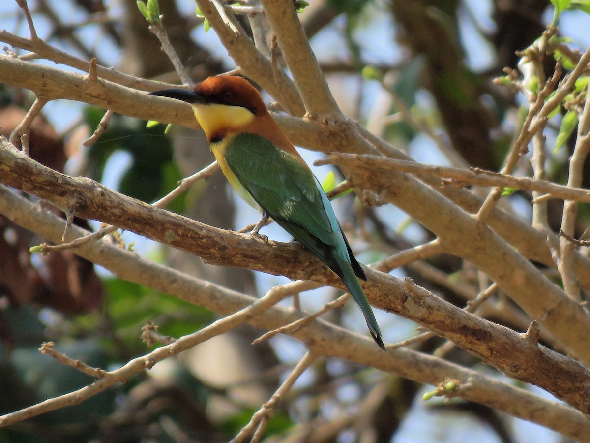 eBird Checklist - 6 Mar 2022 - Don Khon - 37 species