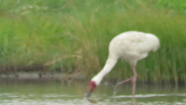 Siberian Crane - ML422955571