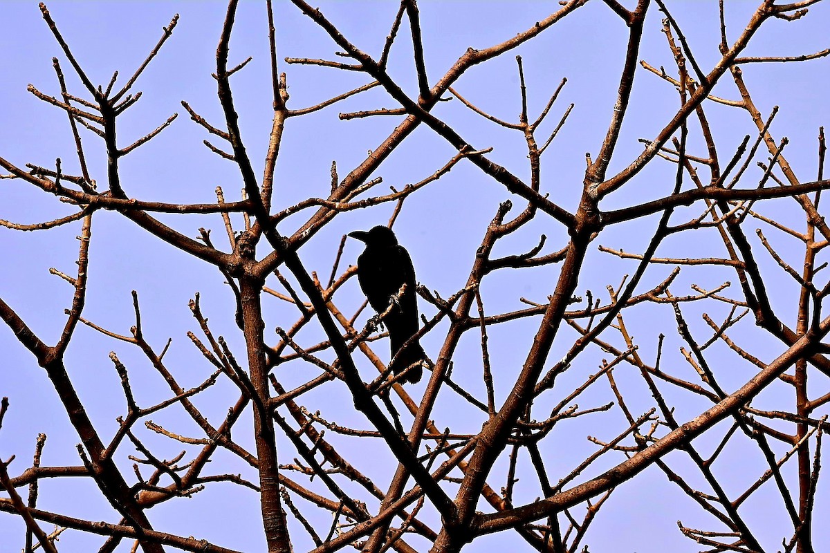 Large-billed Crow - ML422955721