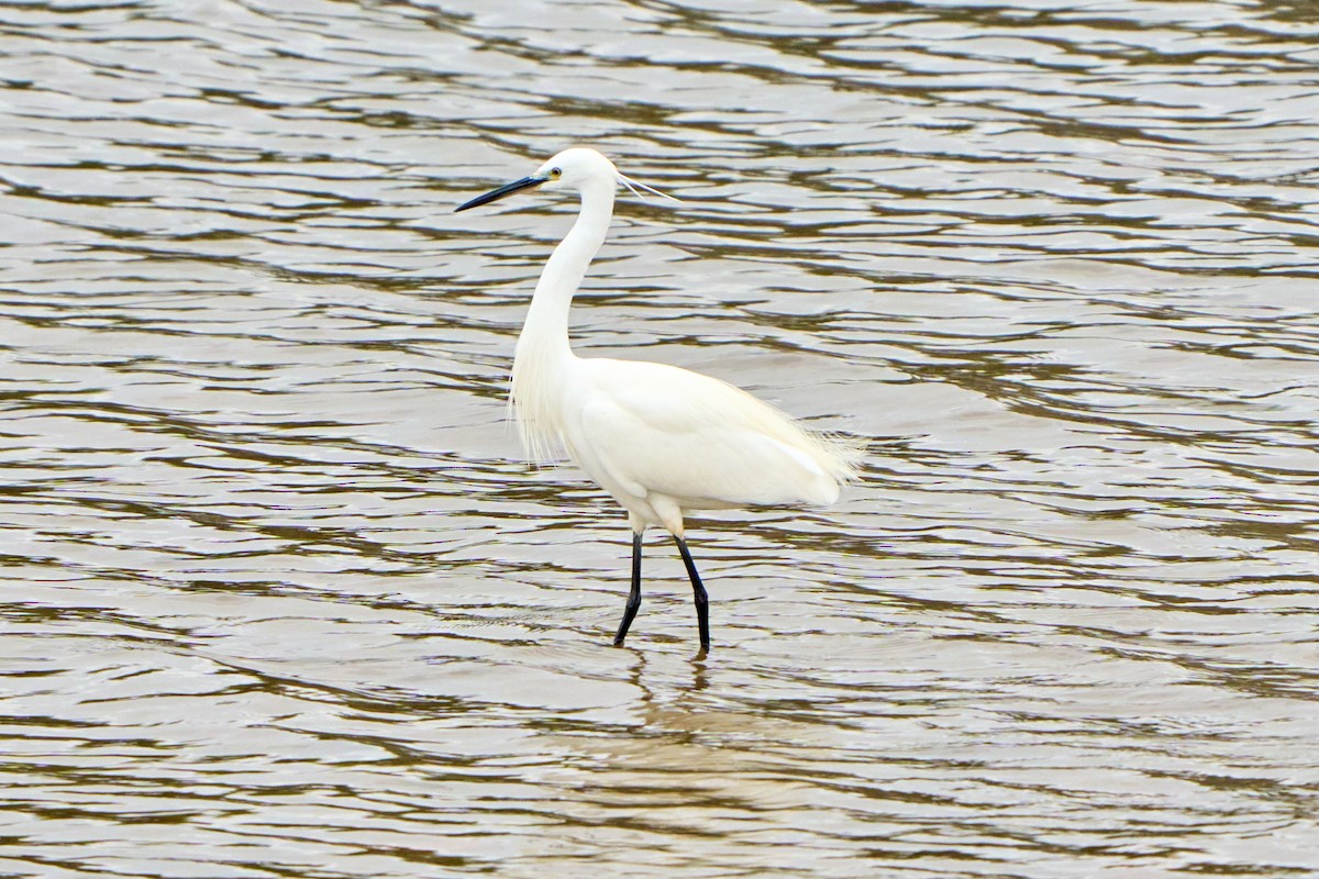 Little Egret - ML422956201