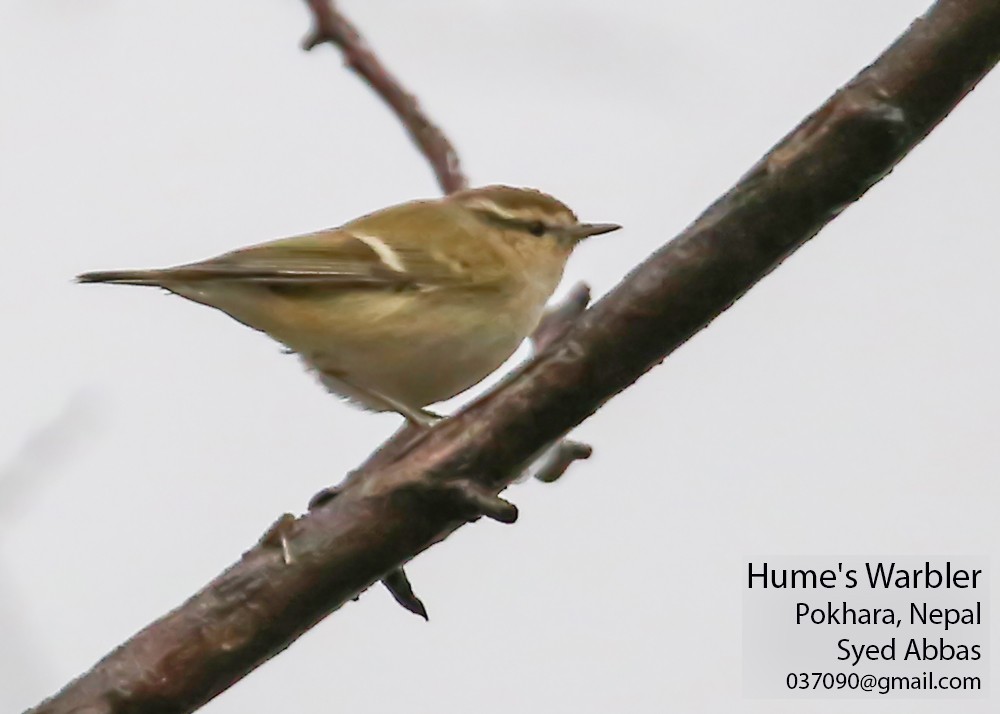 Hume's Warbler - ML422956601