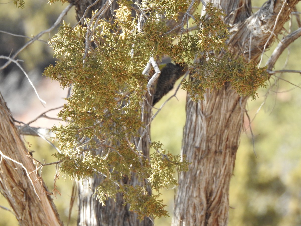 Williamson's Sapsucker - ML422958491