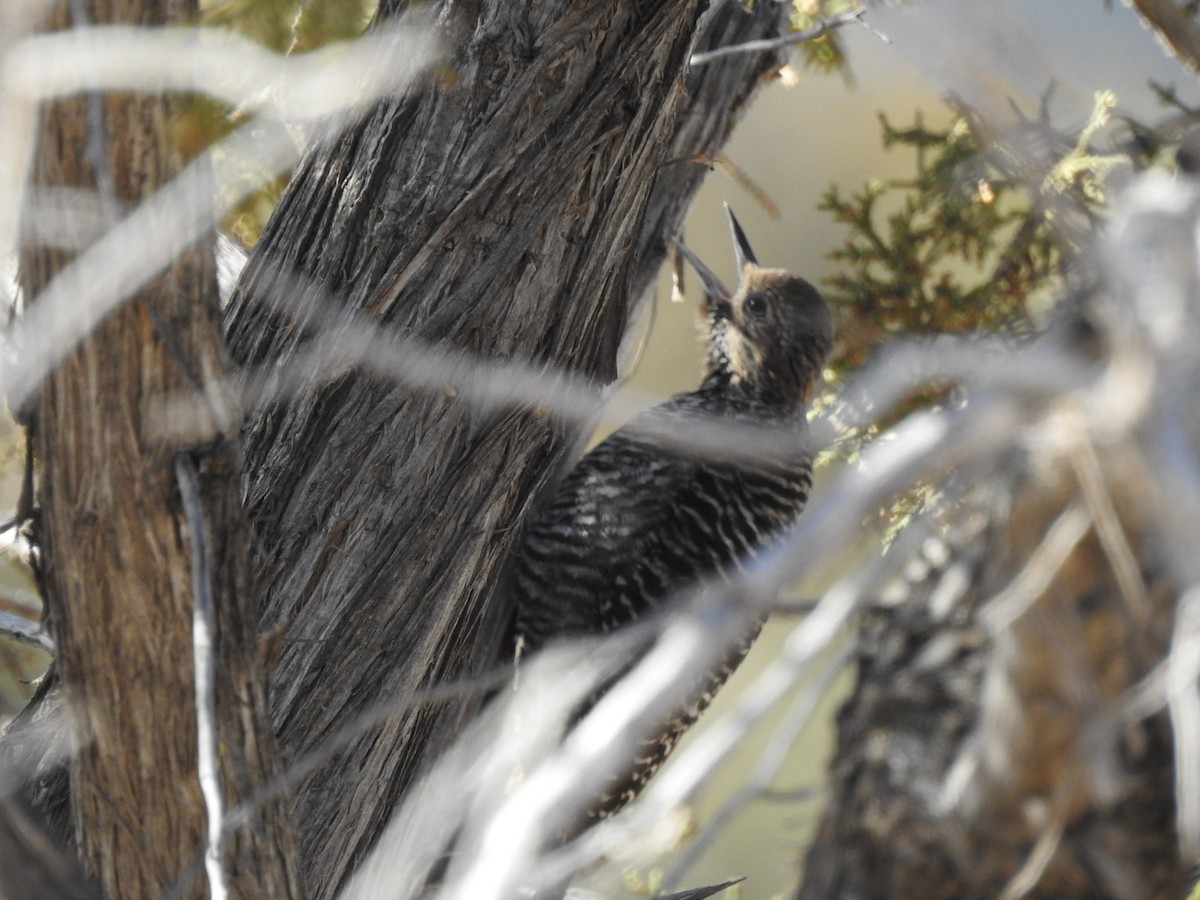 Williamson's Sapsucker - ML422958501