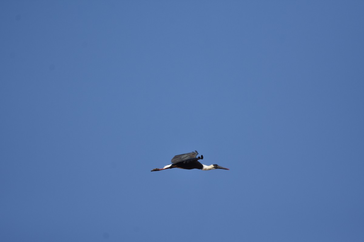 Asian Woolly-necked Stork - ML422958591