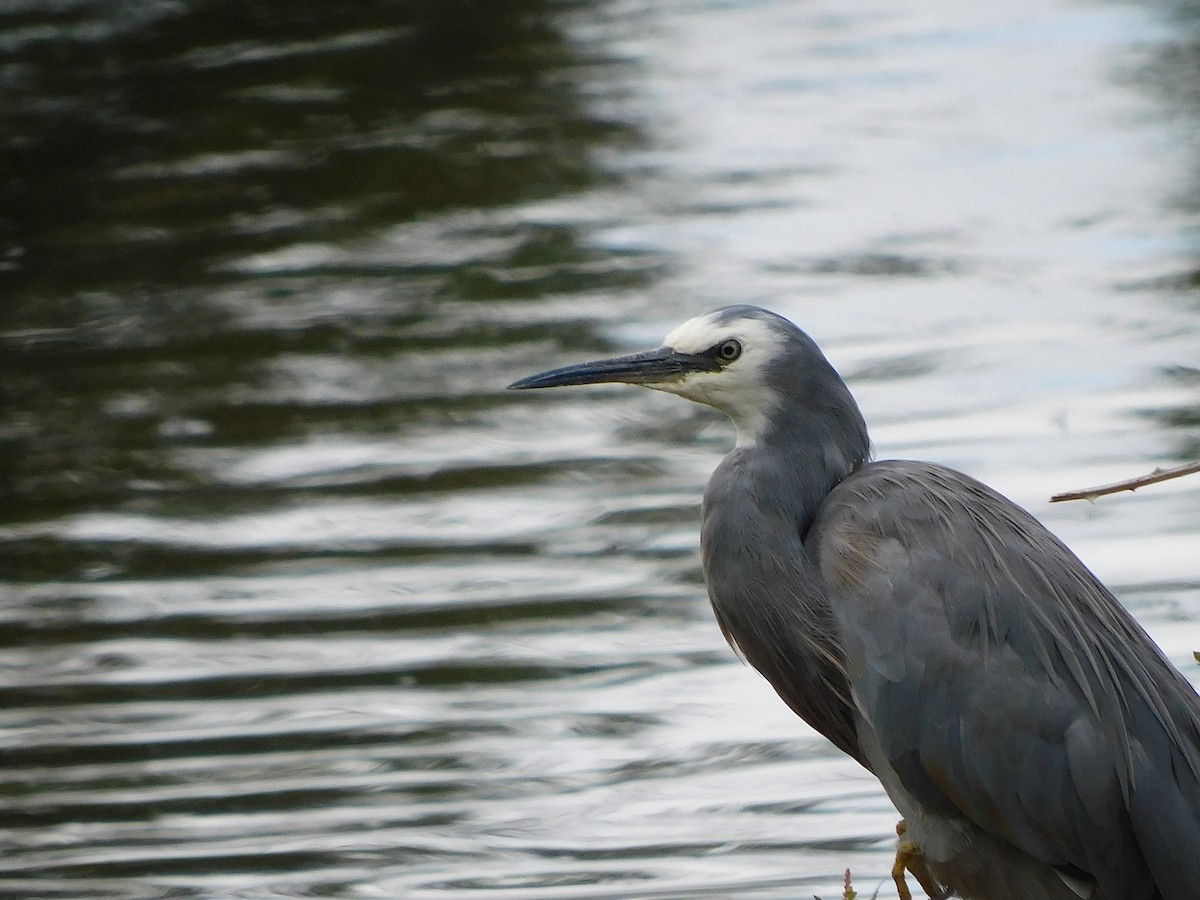 White-faced Heron - George Vaughan