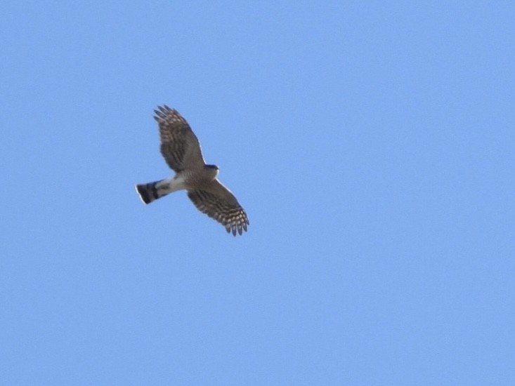 Sharp-shinned Hawk - ML422961421