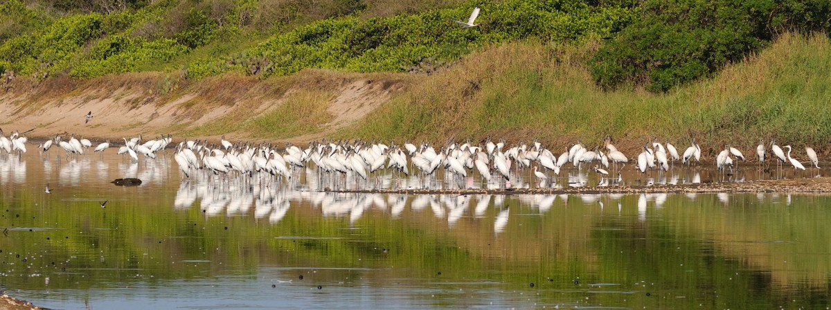 Wood Stork - ML422961721