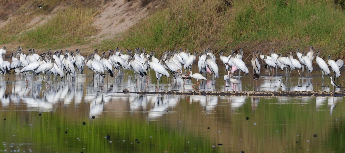 Wood Stork - ML422961731