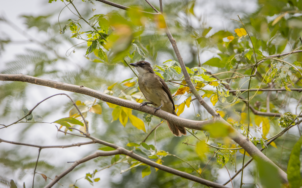 Simple Greenbul - ML422961991