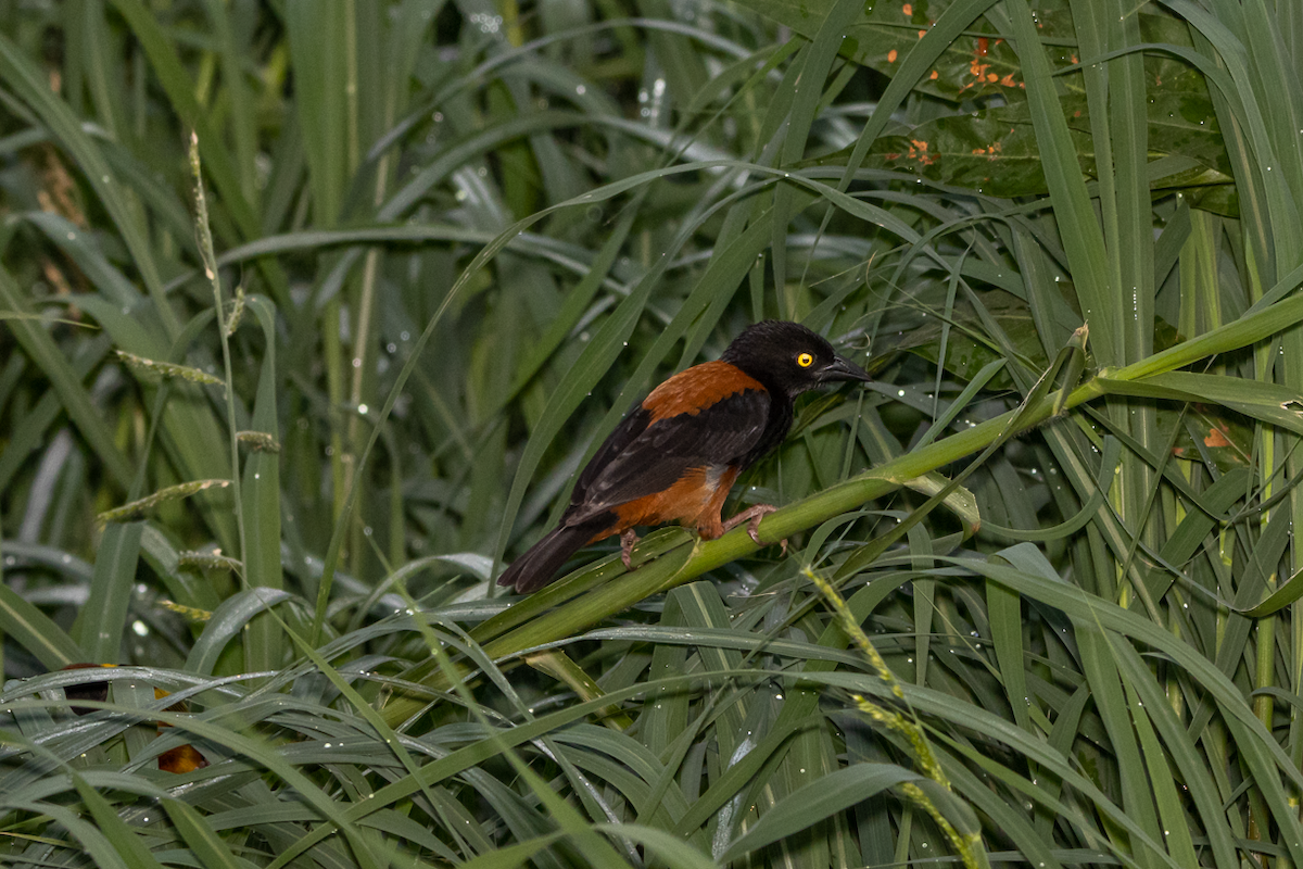 Chestnut-and-black Weaver - ML422962041