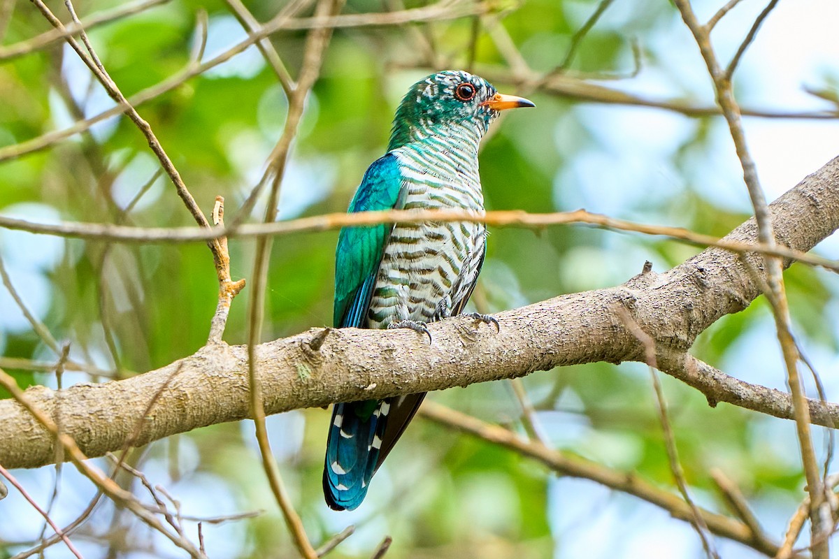 Asian Emerald Cuckoo - ML422962311
