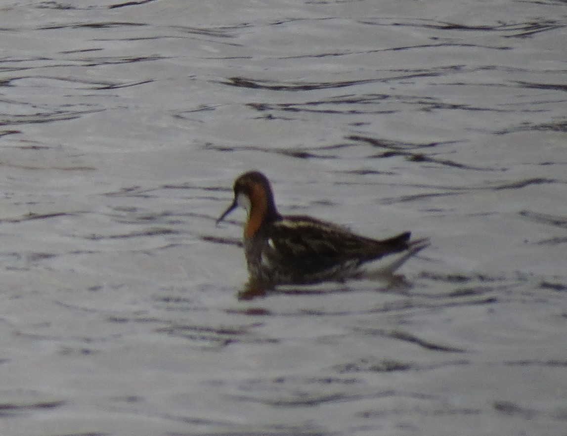 Red-necked Phalarope - ML42296441