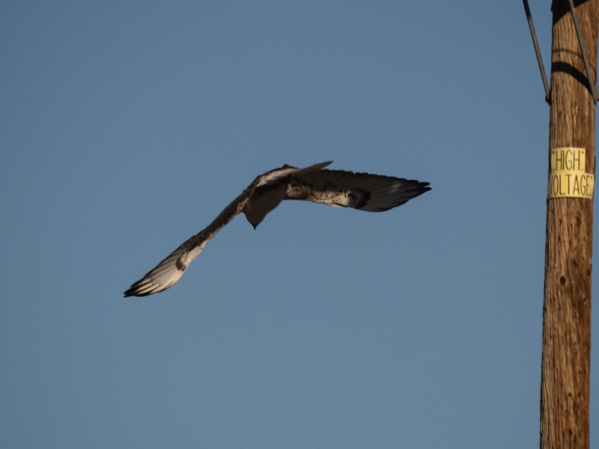 Ferruginous Hawk - ML422966421