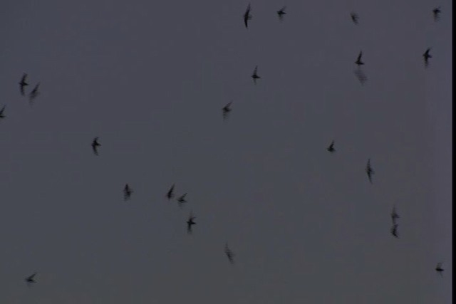 Vaux's Swift (Vaux's) - ML422969