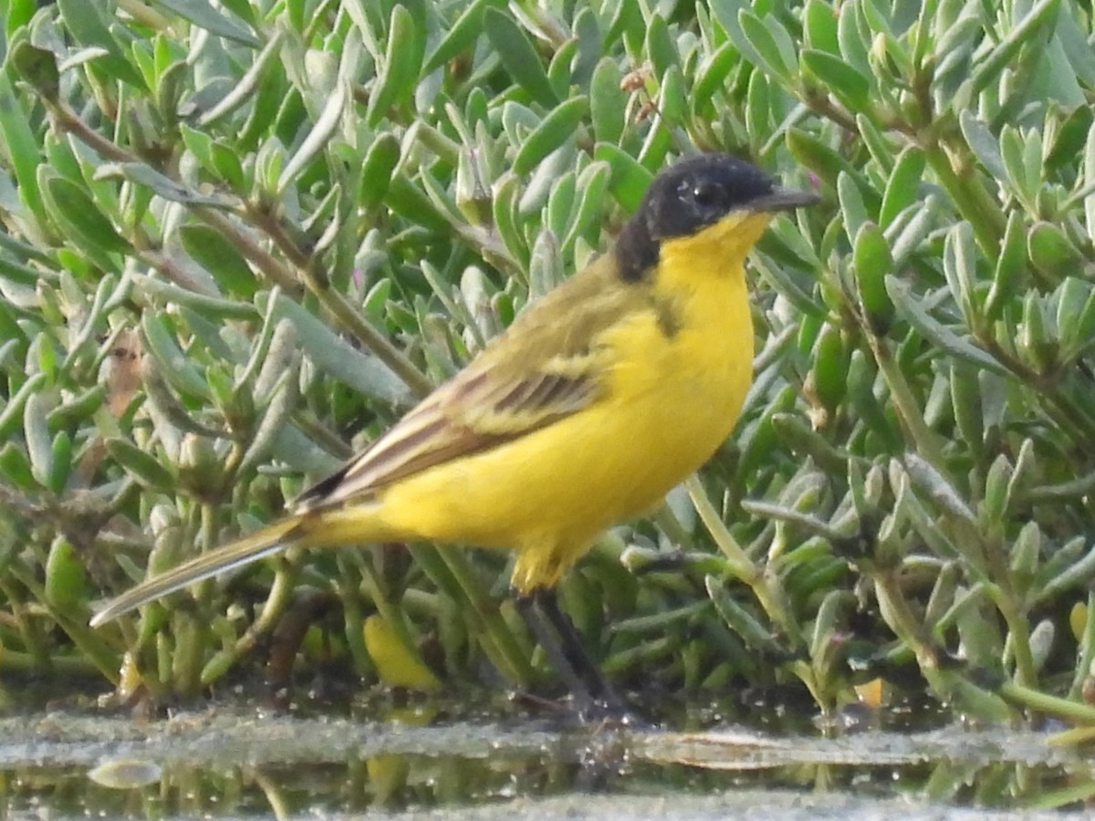 Western Yellow Wagtail (feldegg) - ML422971781