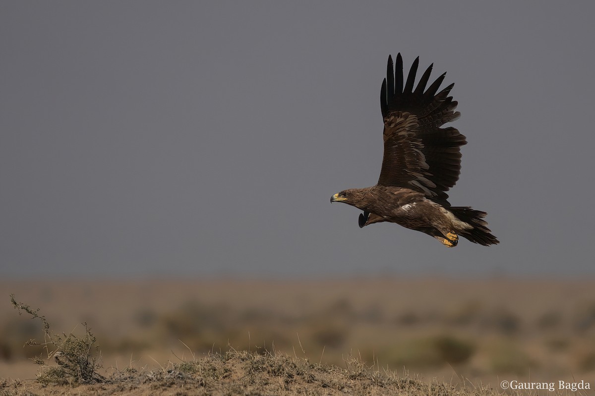 Steppe Eagle - Gaurang Bagda