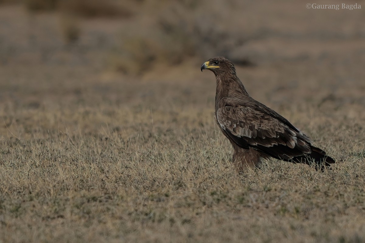 Steppe Eagle - Gaurang Bagda