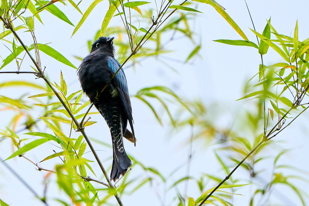 Asya Drongo Guguğu - ML422972611