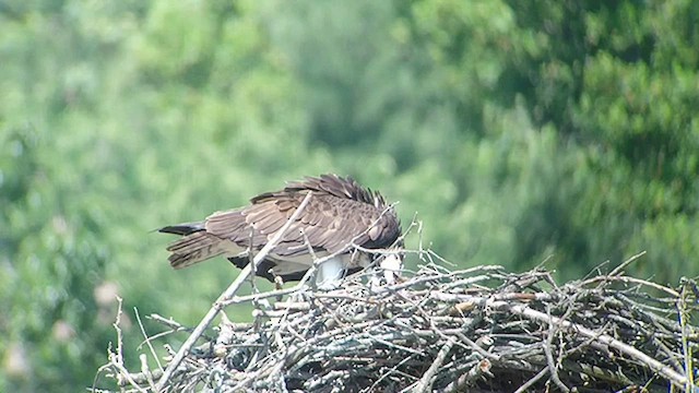 Osprey - ML422973561