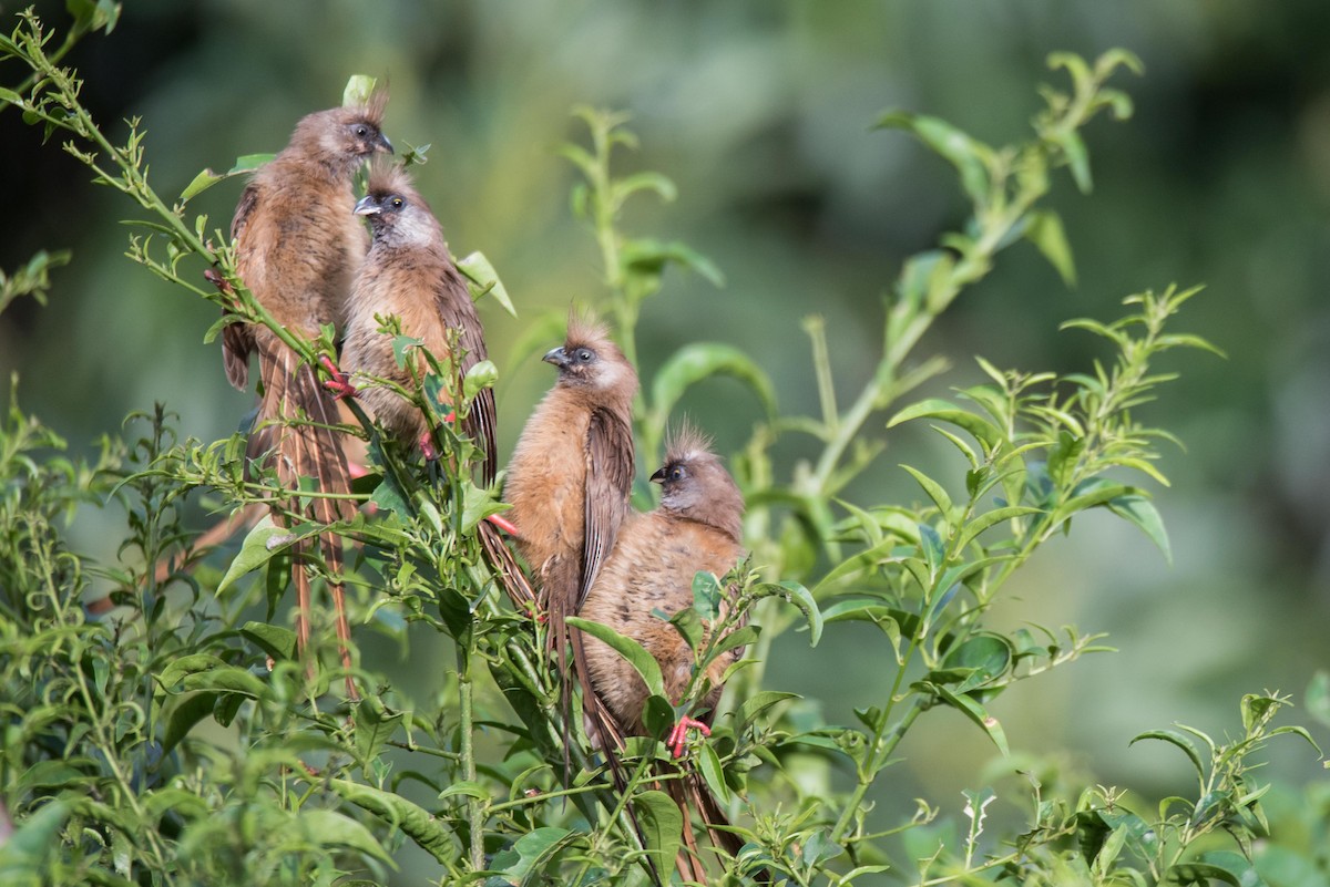 Speckled Mousebird - ML422974981