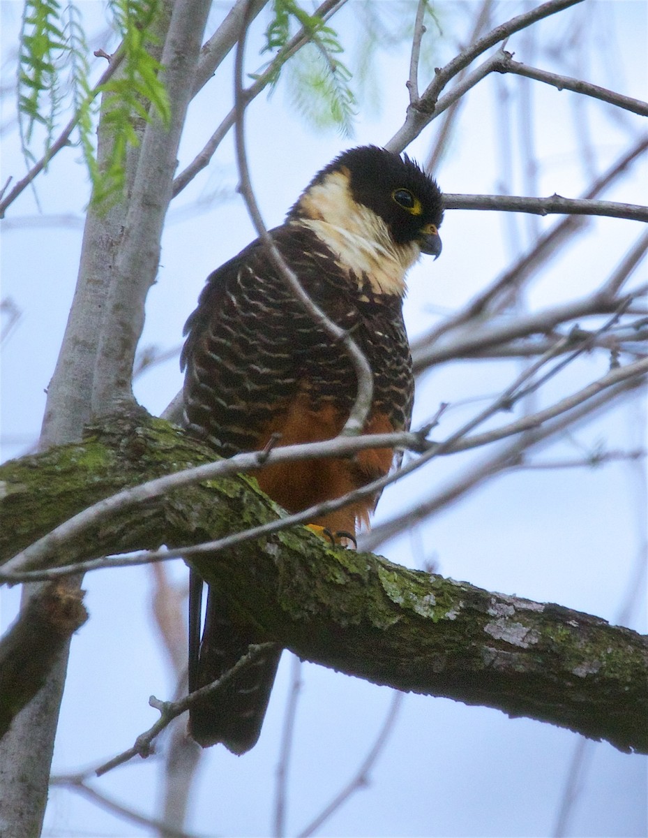Bat Falcon - ML422975031